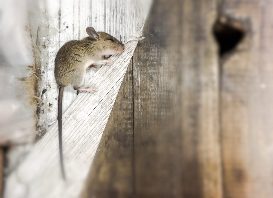 How Hawx Pest Control Fixed Our Rat Problem in the Attic